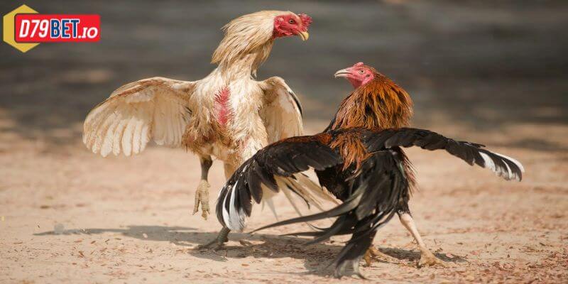 cá cược đá gà luôn thắng