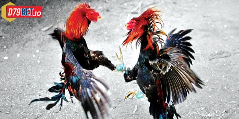 mẹo đá gà chọi