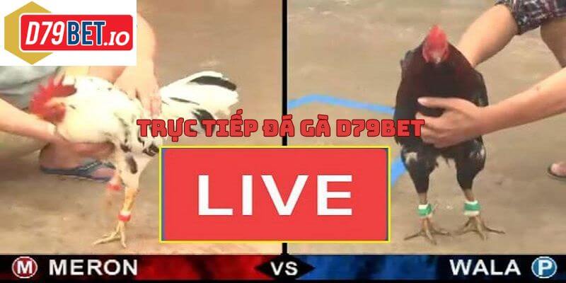 Trực tiếp đá gà